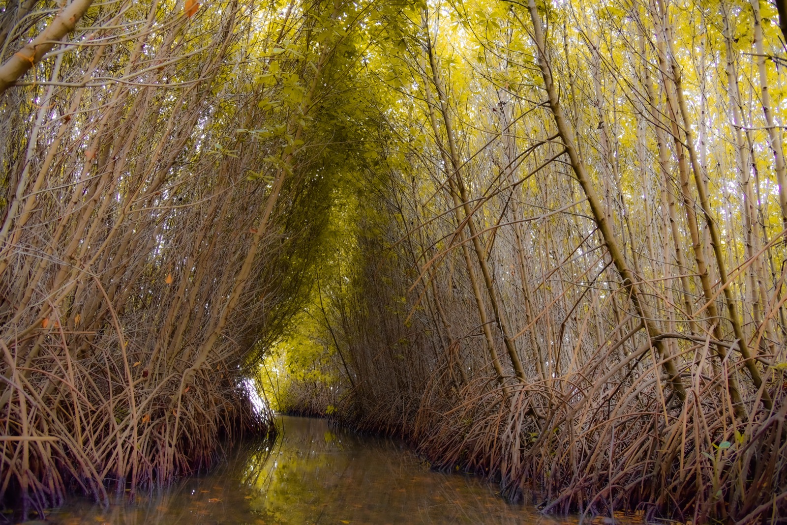 Mangrove experience in Sri Lanka
