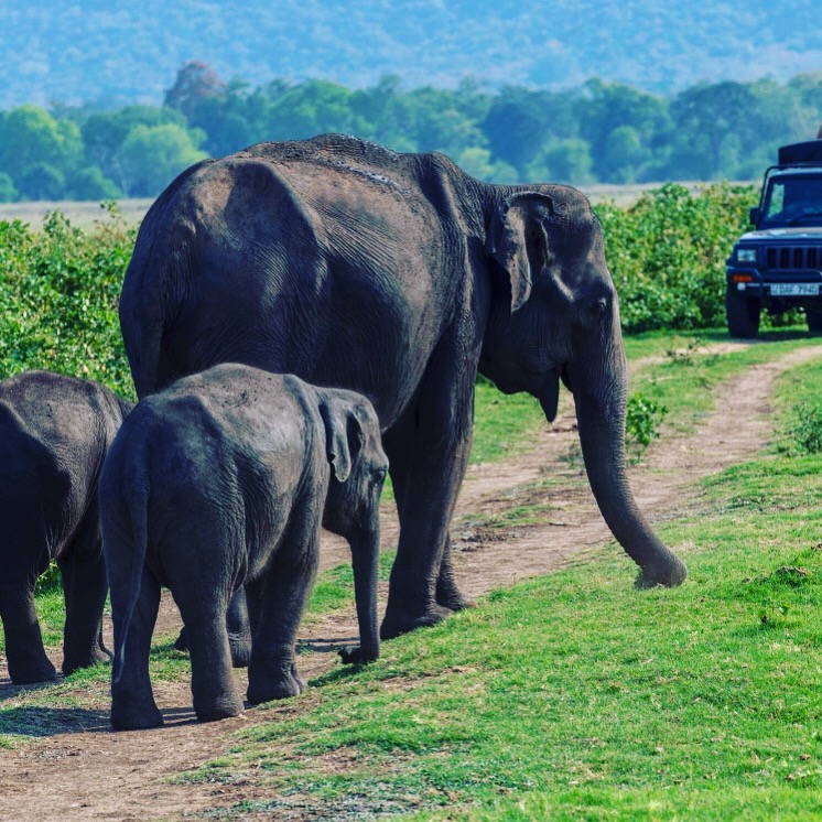 Safari jeep in Yala National Park, Sri Lanka